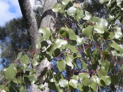 Eucalyptus populnea