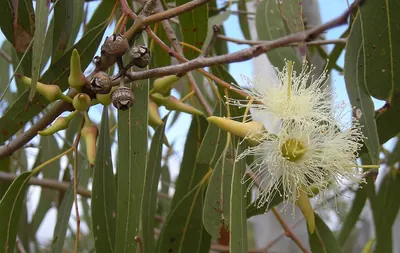 Forest redgum