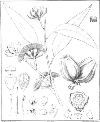 Eucalyptus miniata