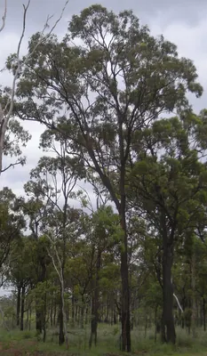 Eucalyptus fibrosa