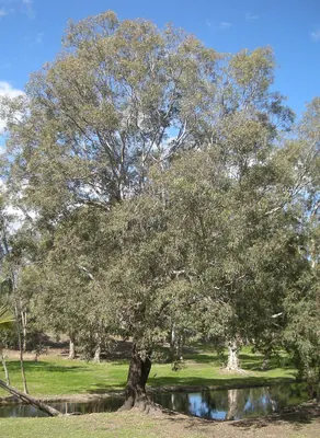 Eucalyptus coolabah