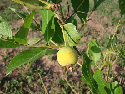 Campomanesia pubescens