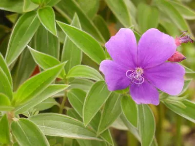 Malabar melastome