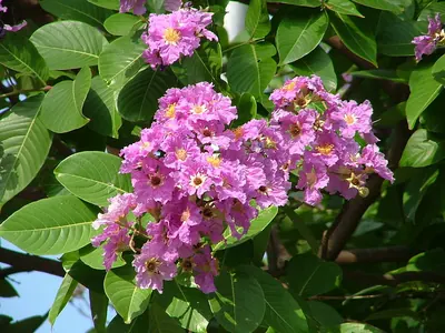 Giant Crape-myrtle