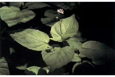 Alpine enchanter’s-nightshade
