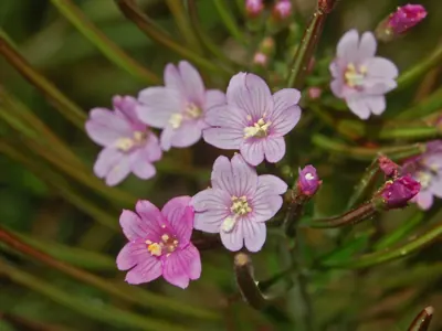 Hoary Willowherb