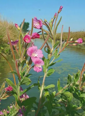 Great Willowherb