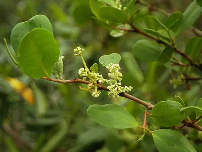 White Mangrove