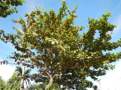 Indian almond