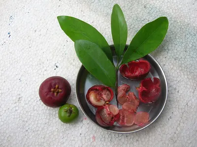 Garcinia