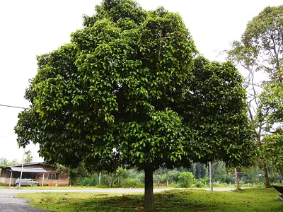 Mangostan