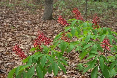 Red buckeye