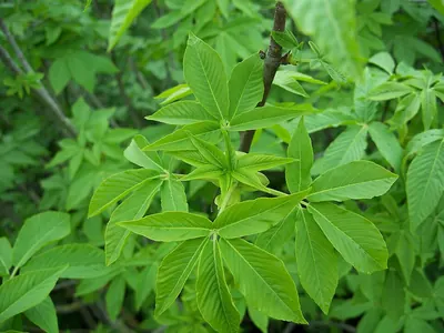 California buckeye