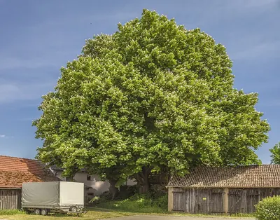 Horse-chestnut
