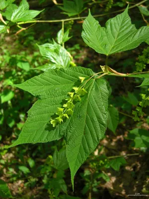 Striped maple