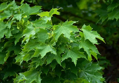 Norway maple