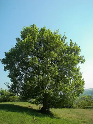 Field Maple