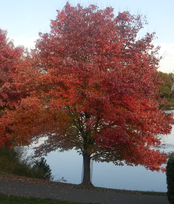 Swamp Maple