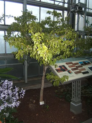 Holywood