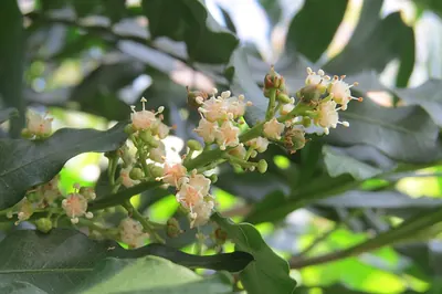 Filicium decipiens