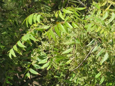 Neem Tree