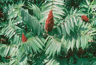 Staghorn sumac