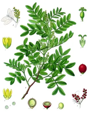 Mastic tree
