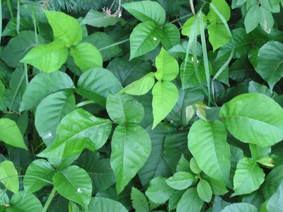 Eastern poison ivy