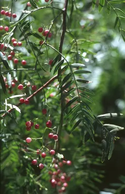 Peruvian peppertree