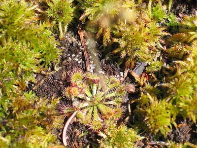 Pink sundew