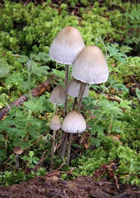 Panaeolus papilionaceus