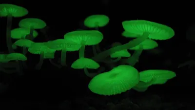 Mycena chlorophos