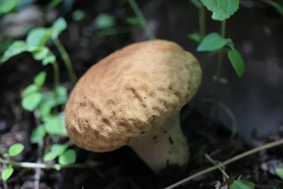 Calvatia rugosa