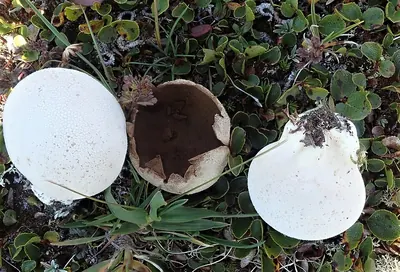 Calvatia turneri