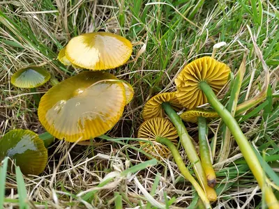 Gliophorus psittacinus