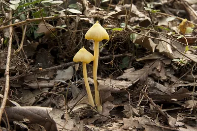 Entoloma murrayi