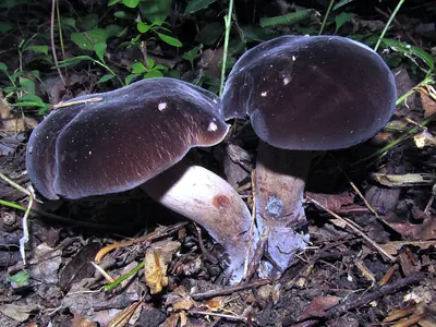 Tylopilus alboater