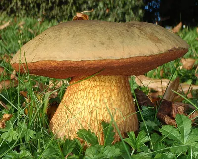 Suillellus luridus