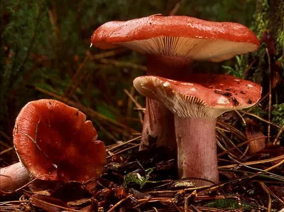 Russula sanguinaria