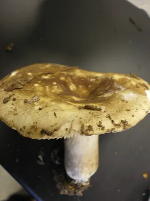 Russula cascadensis