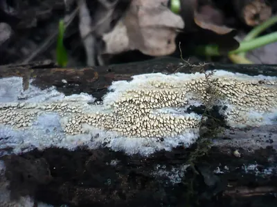 Mycoacia nothofagi