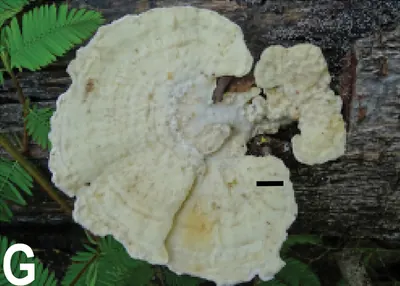 Trametes palisotii