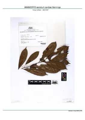 Aecidium cordiae
