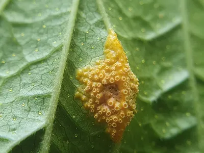 Puccinia caricina