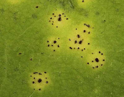 Puccinia hieracii