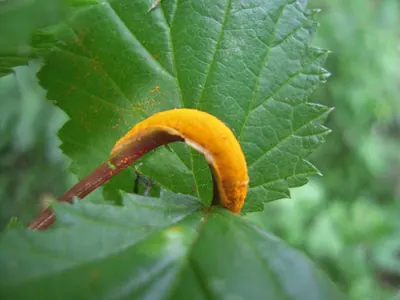 Puccinia urticata