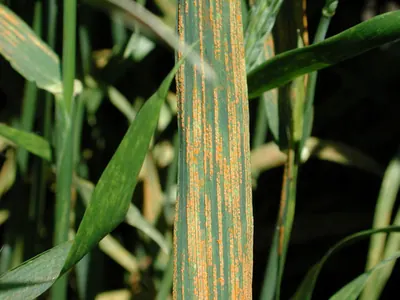 Puccinia striiformis