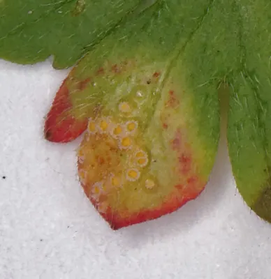 Puccinia polygoni-amphibii