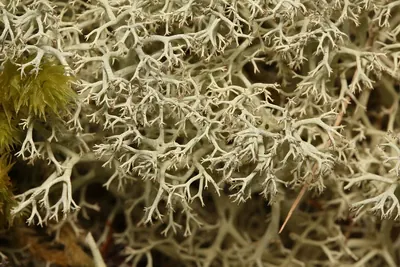 Reindeer lichen