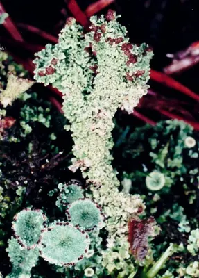 Gray's cup lichen